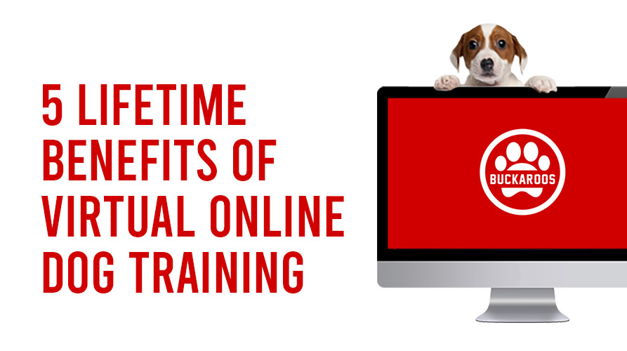 ONLINE DOG TRAINING