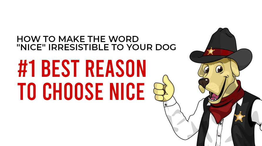 best reason to choose nice
