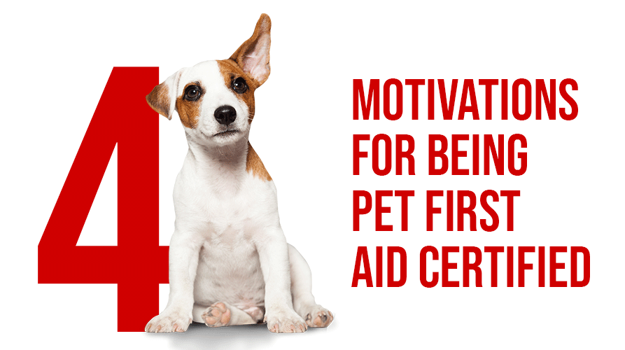 4 MOTIVATIONS FOR BEING PET FIRST AID CERTIFIED, pet-proof