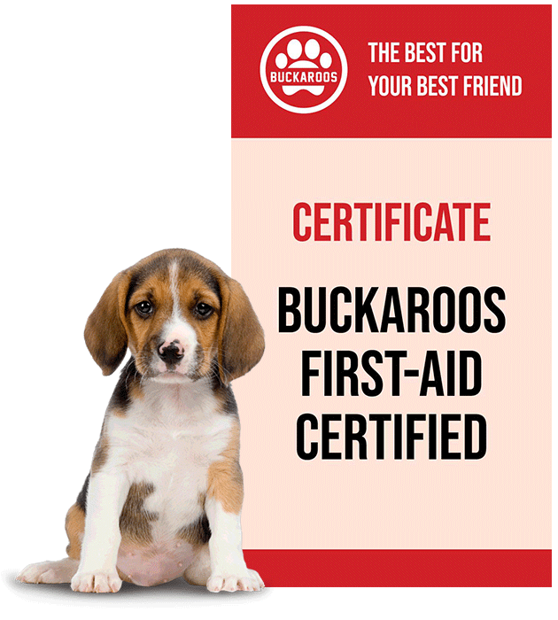 DOG FIRST-AID TRAINING IN PAULS VALLEY, OKLAHOMA