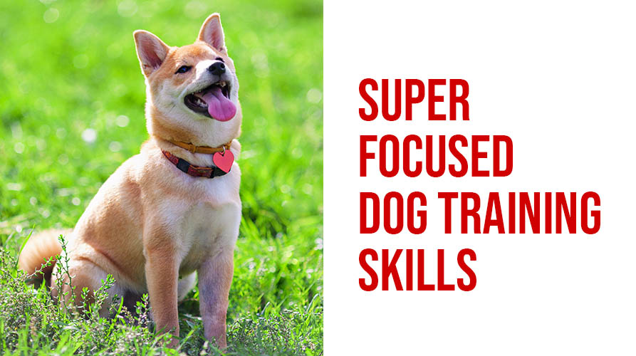 super focused dog training skills Buckaroos