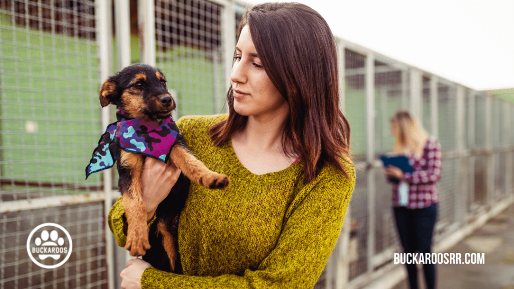 Everything to Know Before Fostering a Dog https://buckaroosrr.com/2021/06/01/everything-to-know-before-fostering-a-dog/