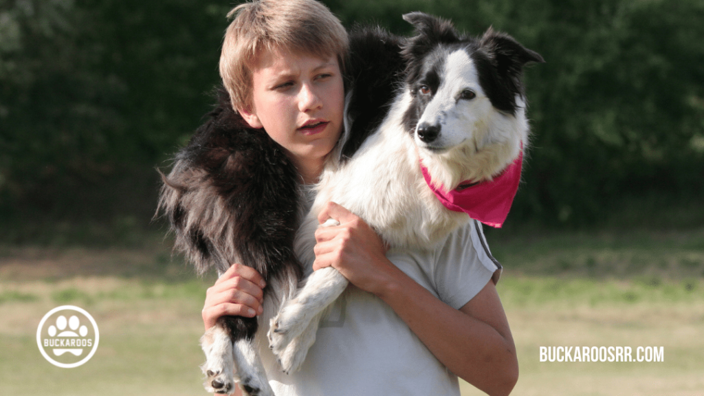 5 pointers for Dog Disaster Preparedness 3 5 pointers for Dog Disaster Preparedness https://buckaroosrr.com/2021/06/10/dog-disaster-preparedness/