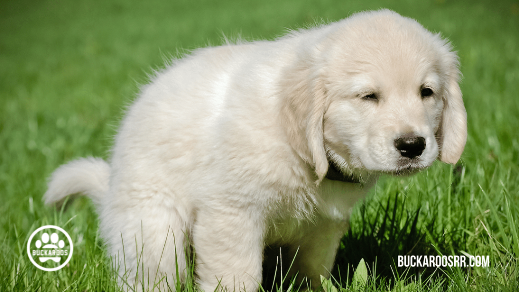 10 PROVEN PUPPY POTTY TRAINING TIPS
