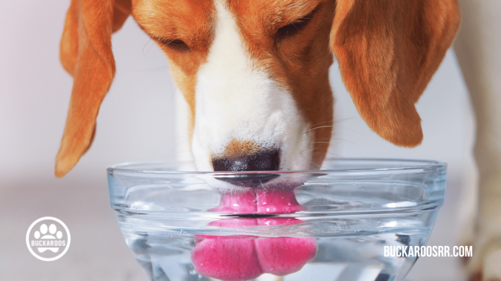 10 PROVEN PUPPY POTTY TRAINING TIPS