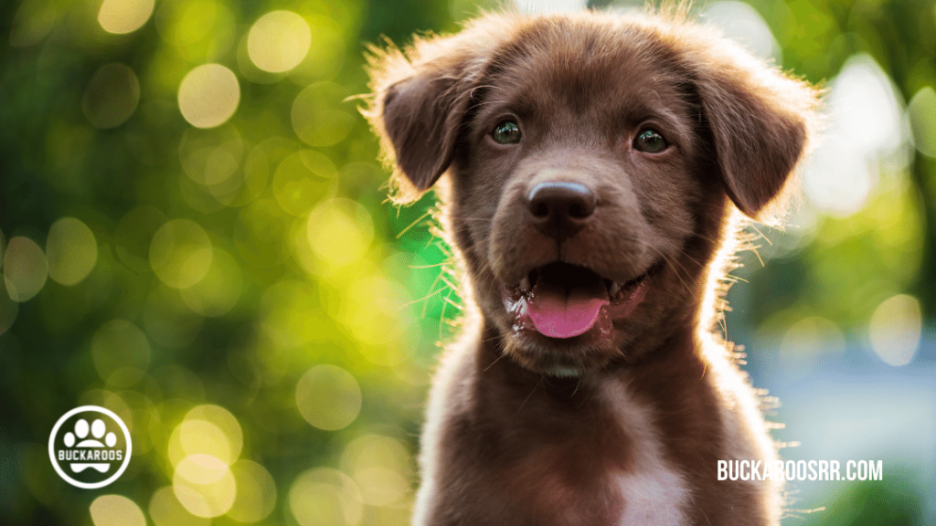 10 PROVEN PUPPY POTTY TRAINING TIPS