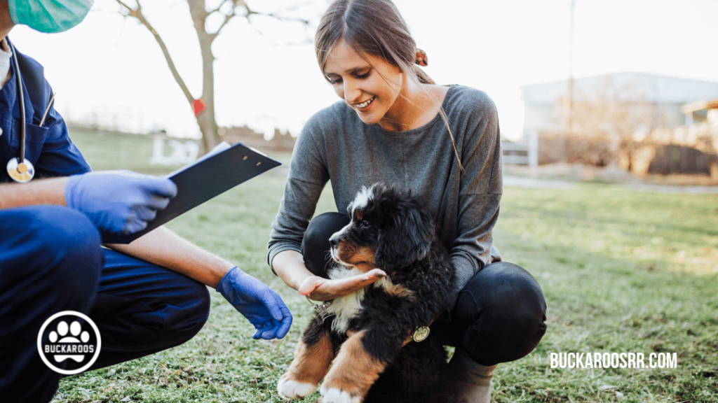 Everything to Know Before Fostering a Dog https://buckaroosrr.com/2021/06/01/everything-to-know-before-fostering-a-dog/