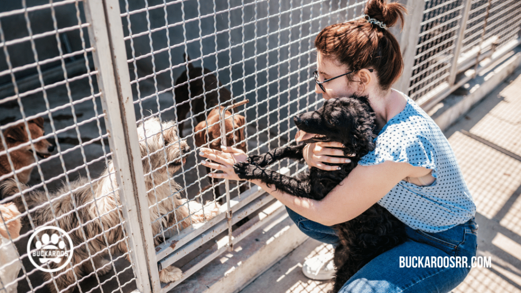 Everything to Know Before Fostering a Dog https://buckaroosrr.com/2021/06/01/everything-to-know-before-fostering-a-dog/