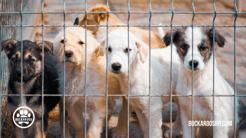 Everything to Know Before Fostering a Dog https://buckaroosrr.com/2021/06/01/everything-to-know-before-fostering-a-dog/
