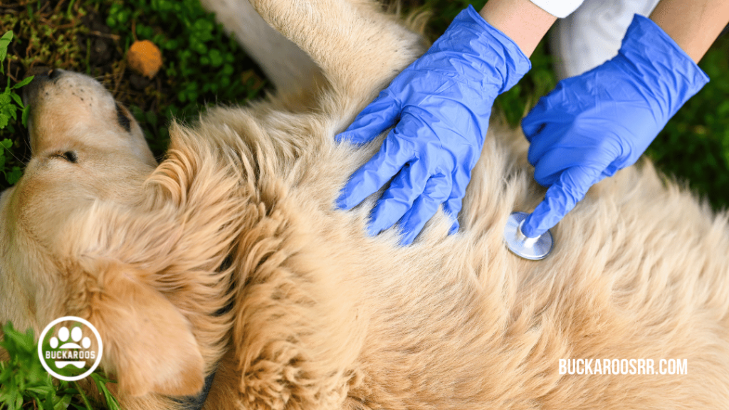 5 pointers for Dog Disaster Preparedness 1 5 pointers for Dog Disaster Preparedness https://buckaroosrr.com/2021/06/10/dog-disaster-preparedness/
