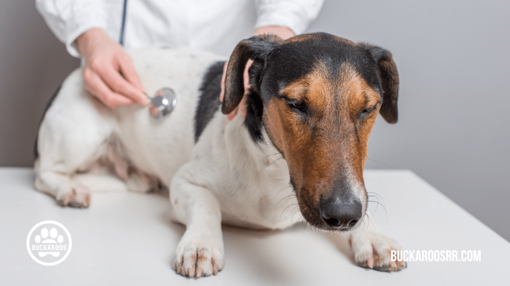 5 pointers for Dog Disaster Preparedness 2 5 pointers for Dog Disaster Preparedness https://buckaroosrr.com/2021/06/10/dog-disaster-preparedness/