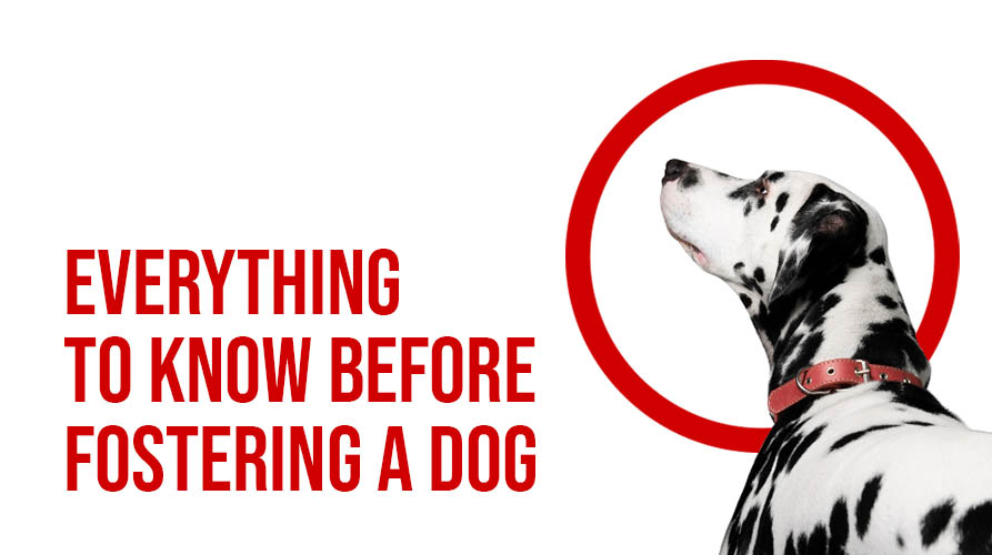 Everything To Know Before Fostering A Dog - Buckaroos