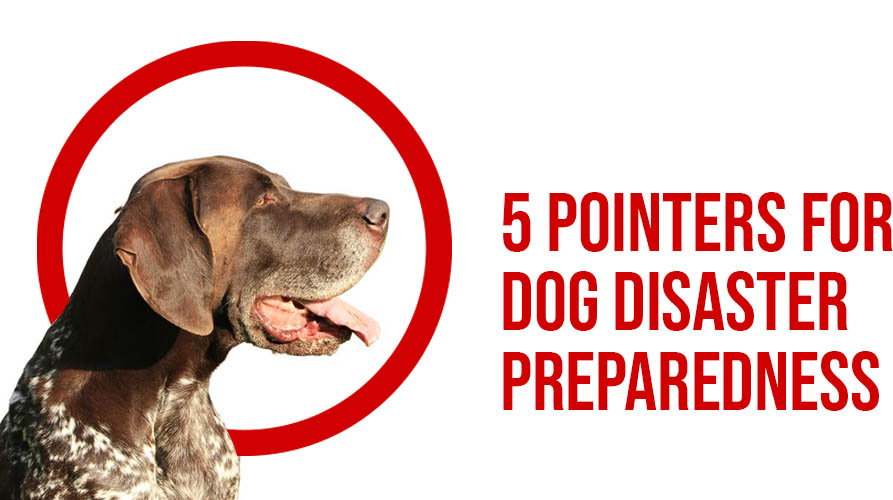 5 POINTERS FOR DOG DISASTER PREPAREDNESS