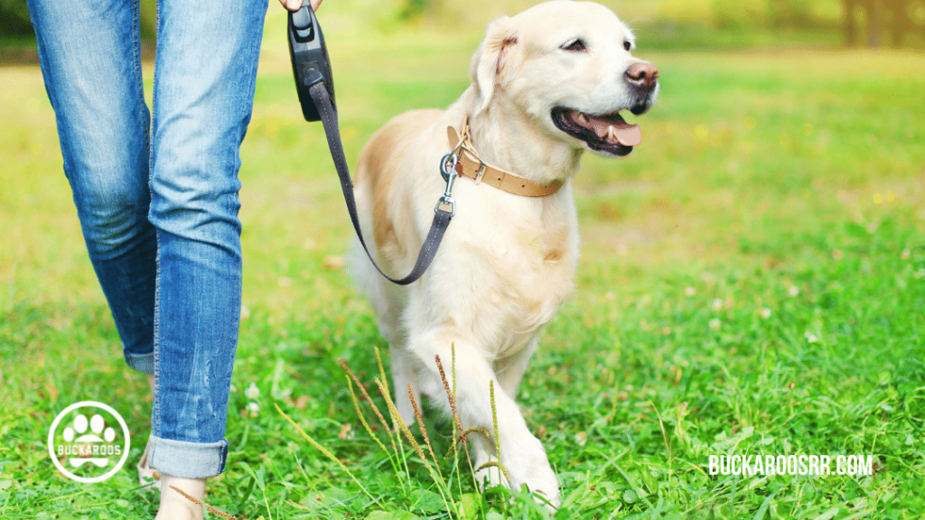 1. Obtain a proper fitting collar and leash