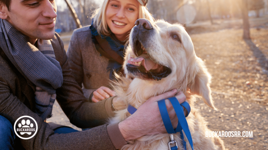 1. Obtain a proper fitting collar and leash