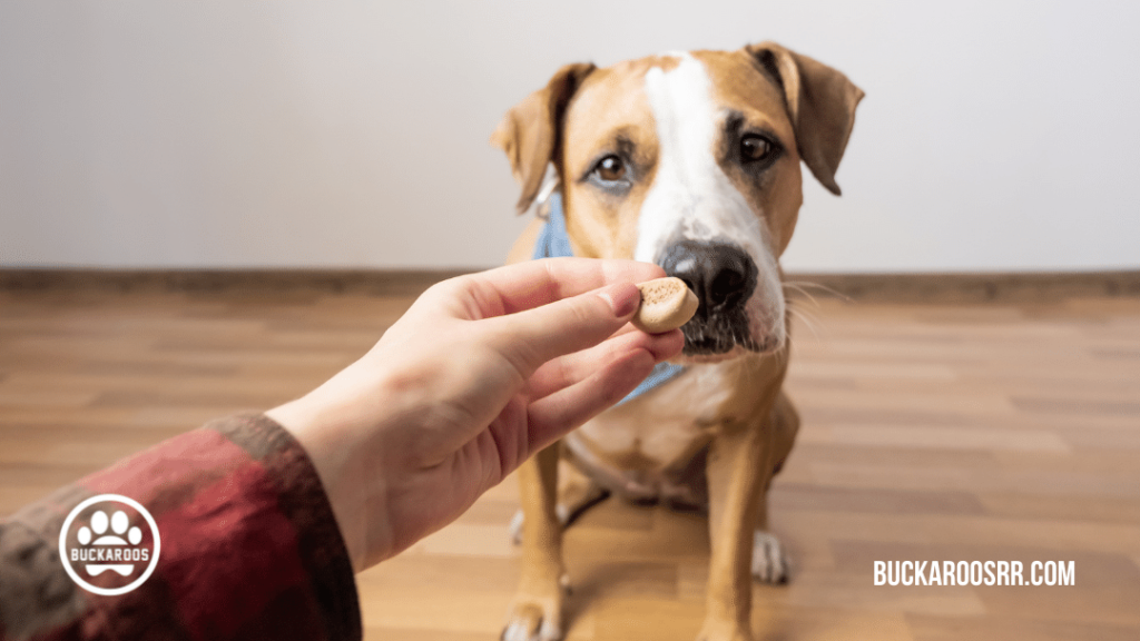 6 simple steps to walk your dog with ease https://buckaroosrr.com/2021/07/08/walk-your-dog/