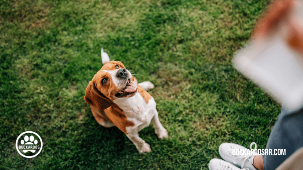 6 simple steps to walk your dog with ease https://buckaroosrr.com/2021/07/08/walk-your-dog/