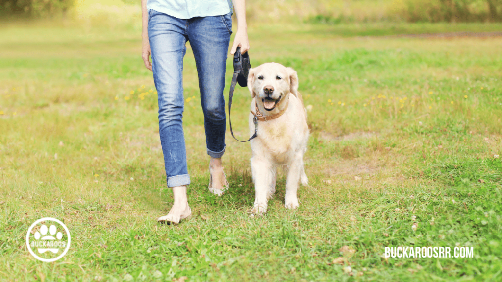 walk your dog