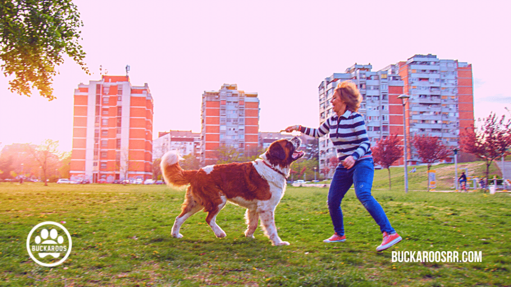 5 exciting dog games https://buckaroosrr.com/2021/07/22/5-exciting-dog-games/