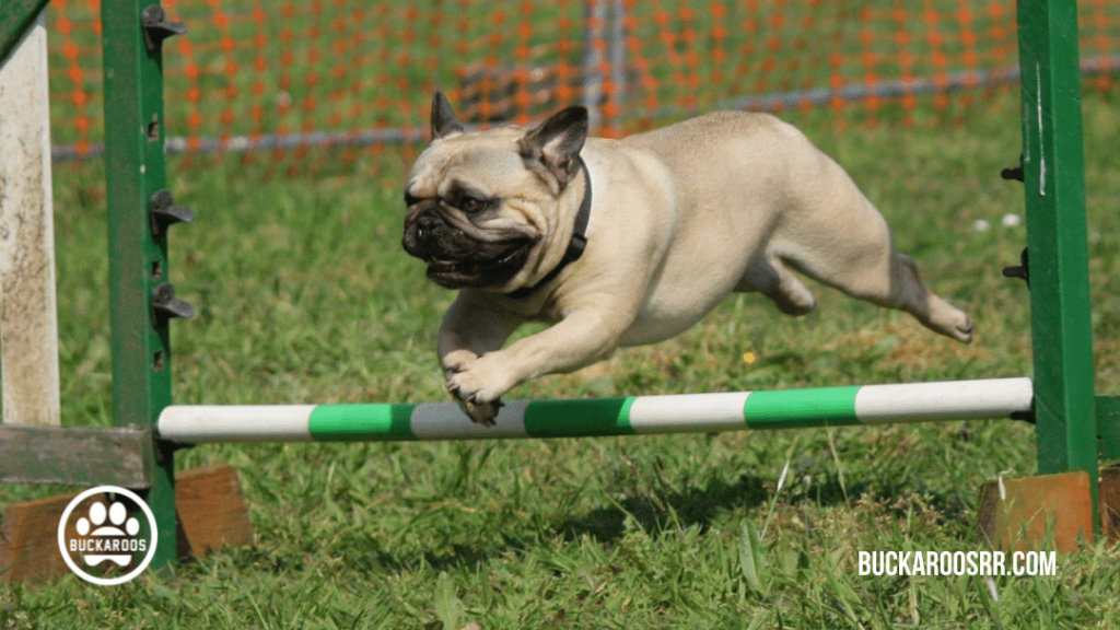 5 exciting dog games https://buckaroosrr.com/2021/07/22/5-exciting-dog-games/