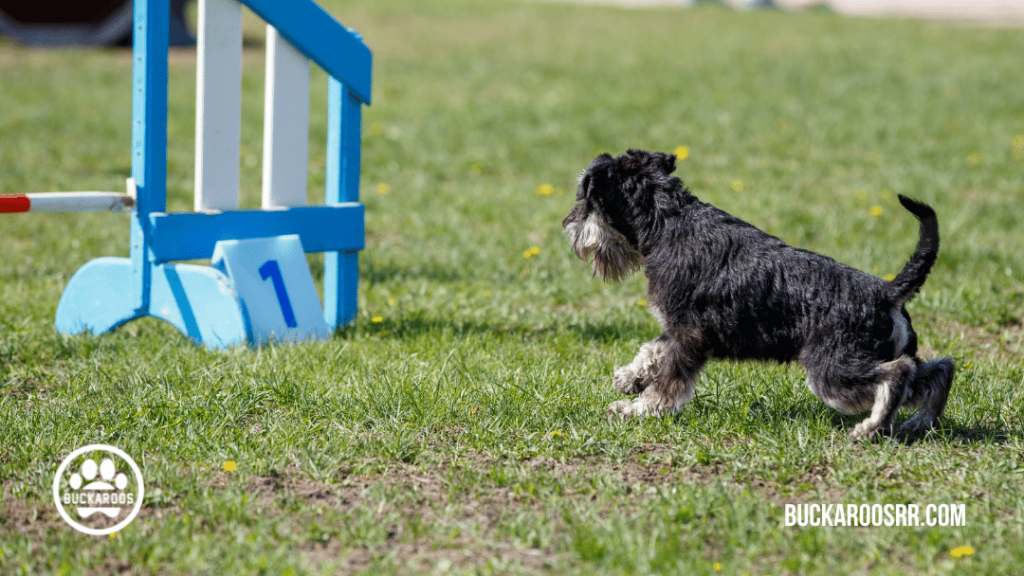 5 exciting dog games https://buckaroosrr.com/2021/07/22/5-exciting-dog-games/
