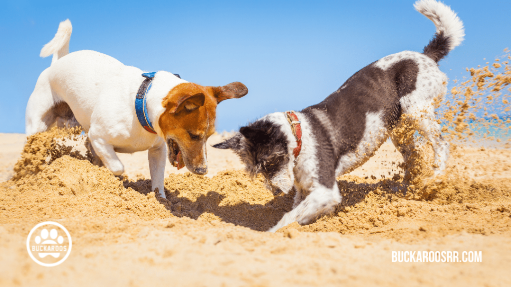5 exciting dog games https://buckaroosrr.com/2021/07/22/5-exciting-dog-games/