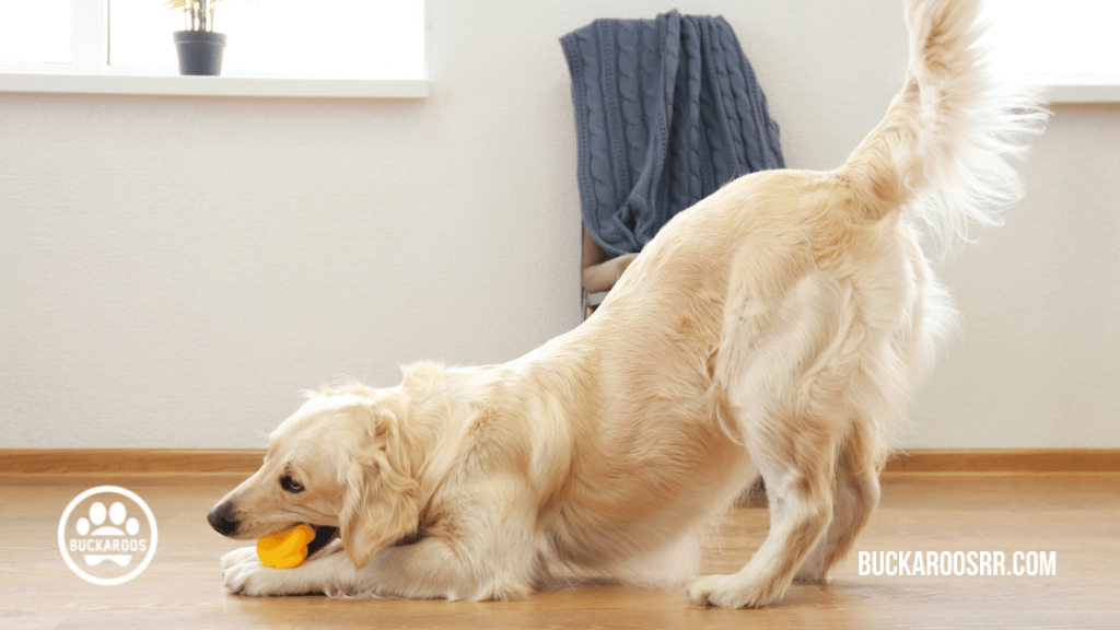 5 exciting dog games https://buckaroosrr.com/2021/07/22/5-exciting-dog-games/