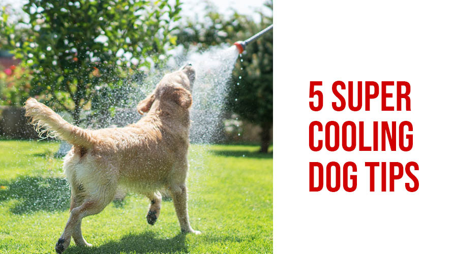5 SUPER COOLING DOG TIPS