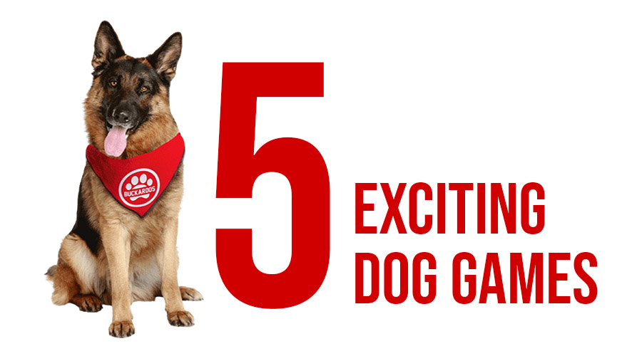 5 EXCITING DOG GAMES