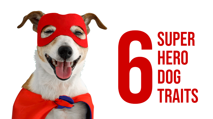 6 SUPER HERO DOG TRAITS
