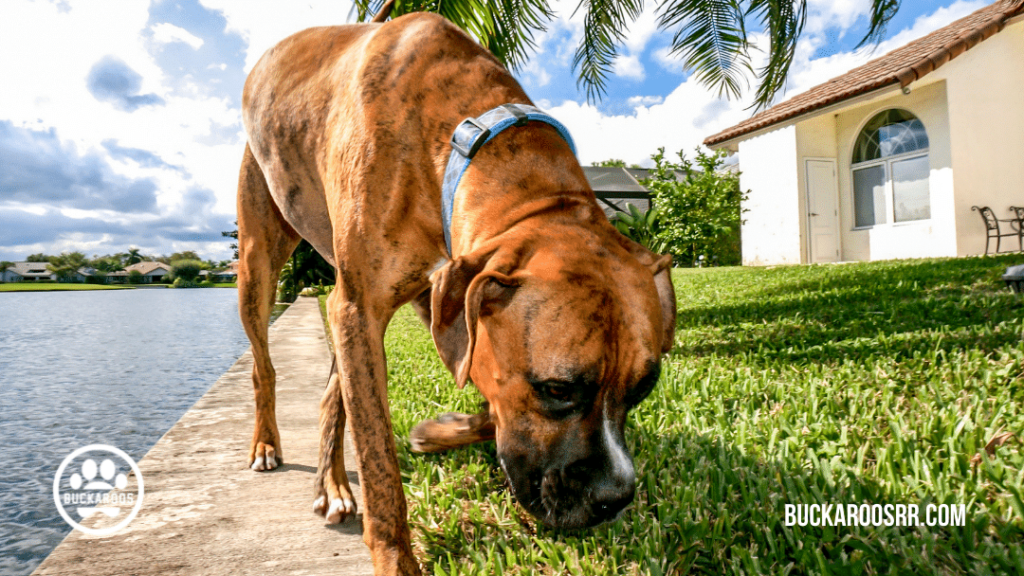 6 super hero dog traits 1 6 super hero dog traits