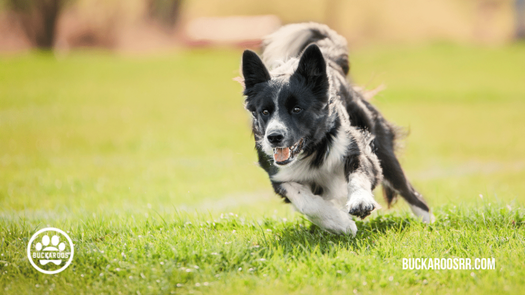 6 super hero dog traits 3 6 super hero dog traits