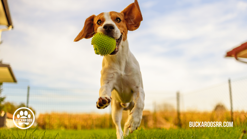 6 super hero dog traits 4 6 super hero dog traits