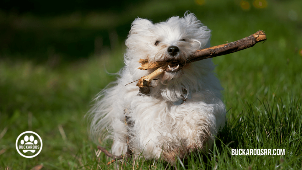 6 super hero dog traits 5 6 super hero dog traits