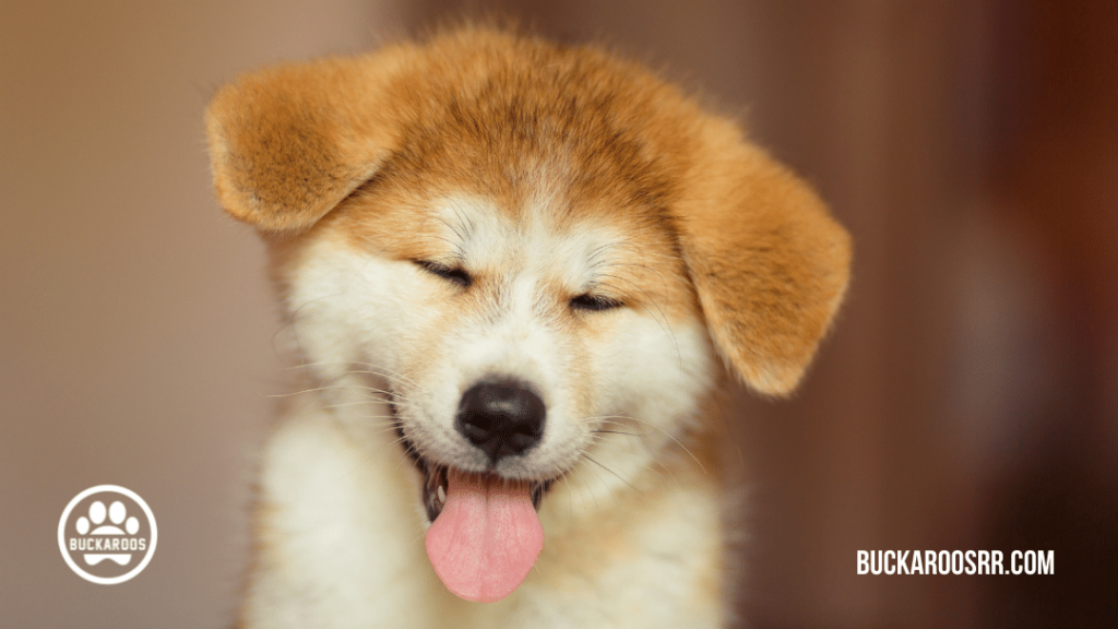 9 unsure submissive dog behaviors