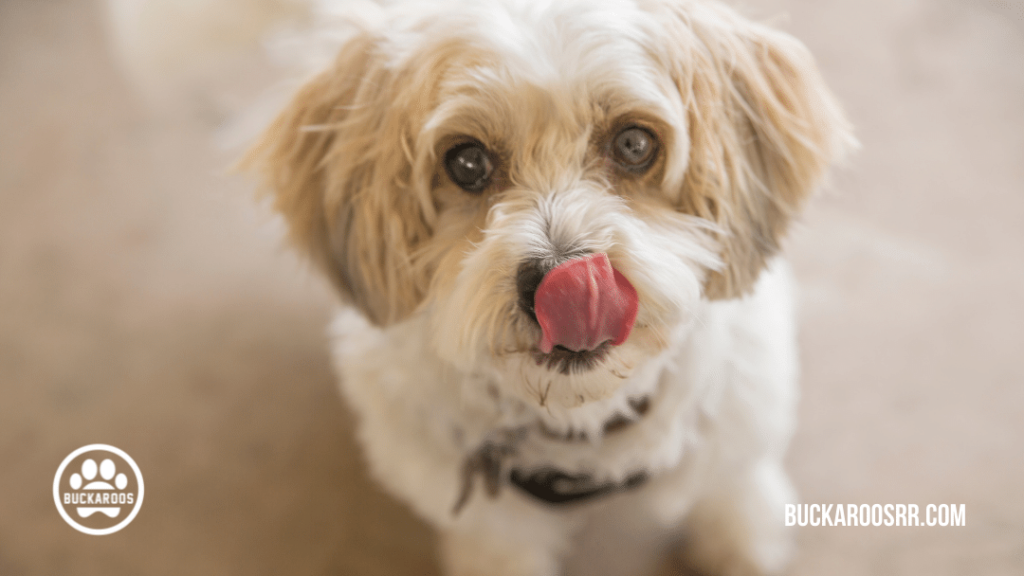 9 unsure submissive dog behaviors