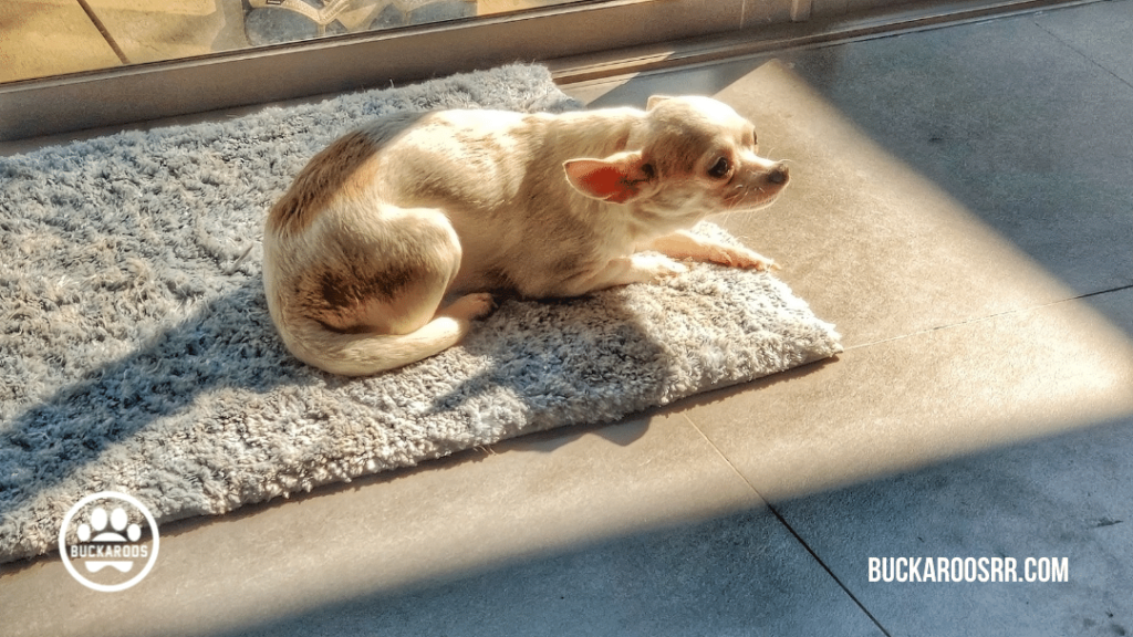 9 unsure submissive dog behaviors