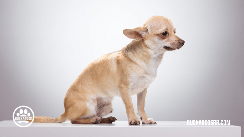 9 unsure submissive dog behaviors