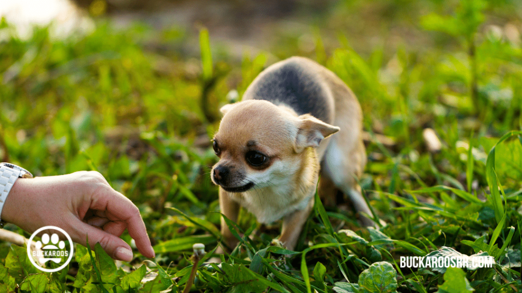 scared dog