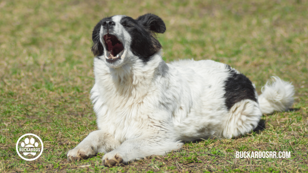 scared dog