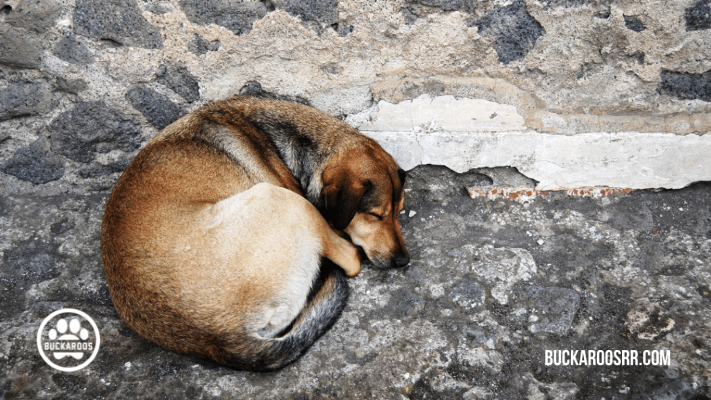 9 unsure submissive dog behaviors