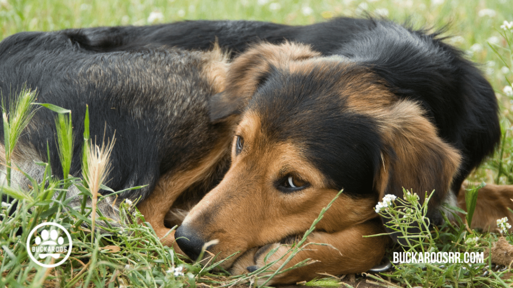 9 unsure submissive dog behaviors