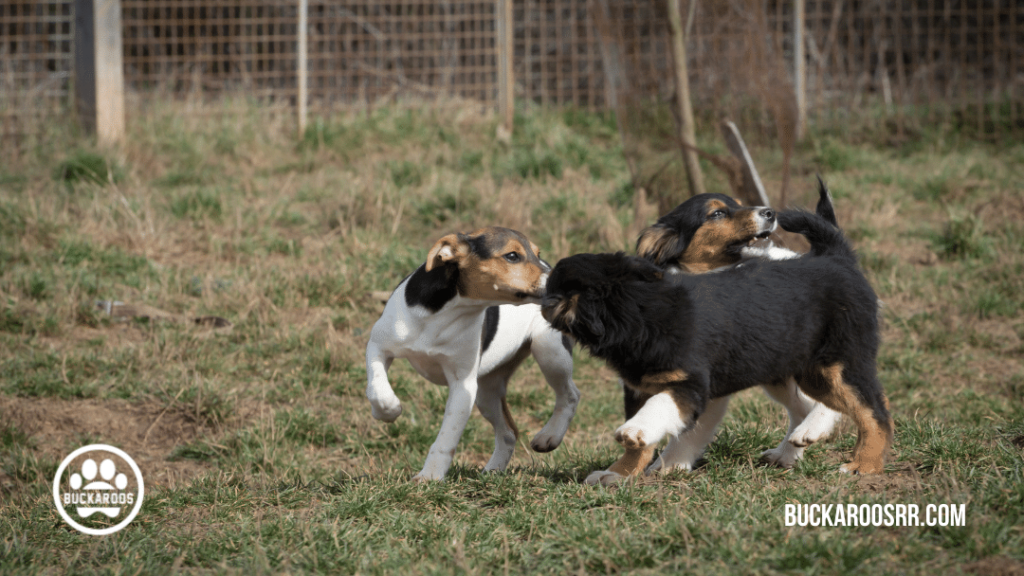 puppy training