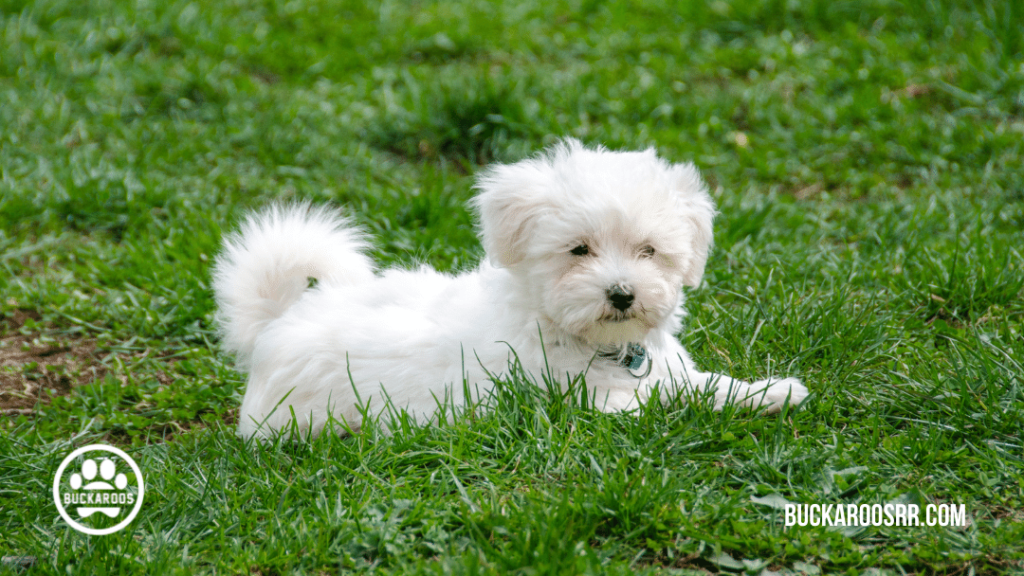 8 Essential Positive puppy raising skill