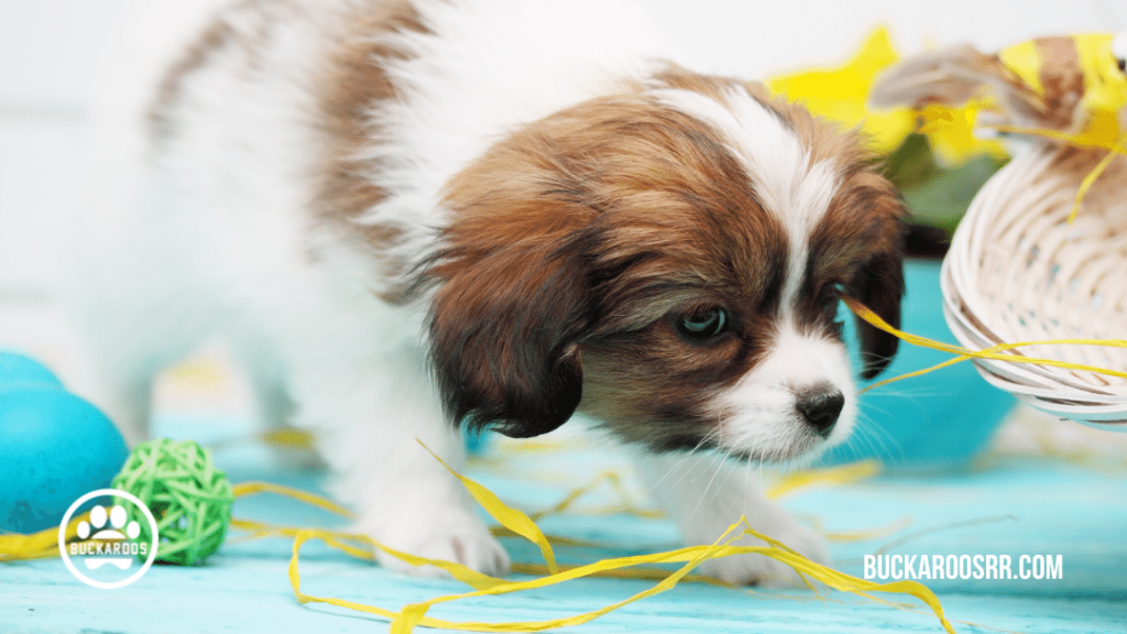 8 Essential Positive puppy raising skill