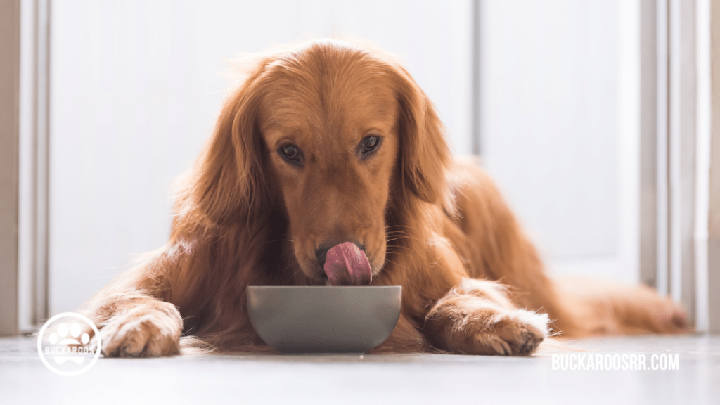 8 Essential Positive puppy raising skill