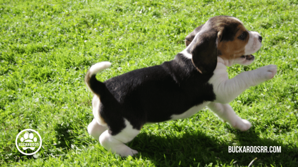 puppy daycare