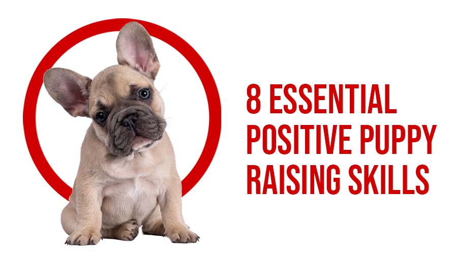 8 ESSENTIAL POSITIVE PUPPY RAISING SKILLS