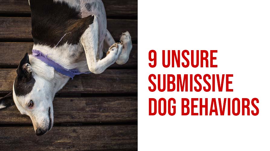 9 UNSURE SUBMISSIVE DOG BEHAVIORS