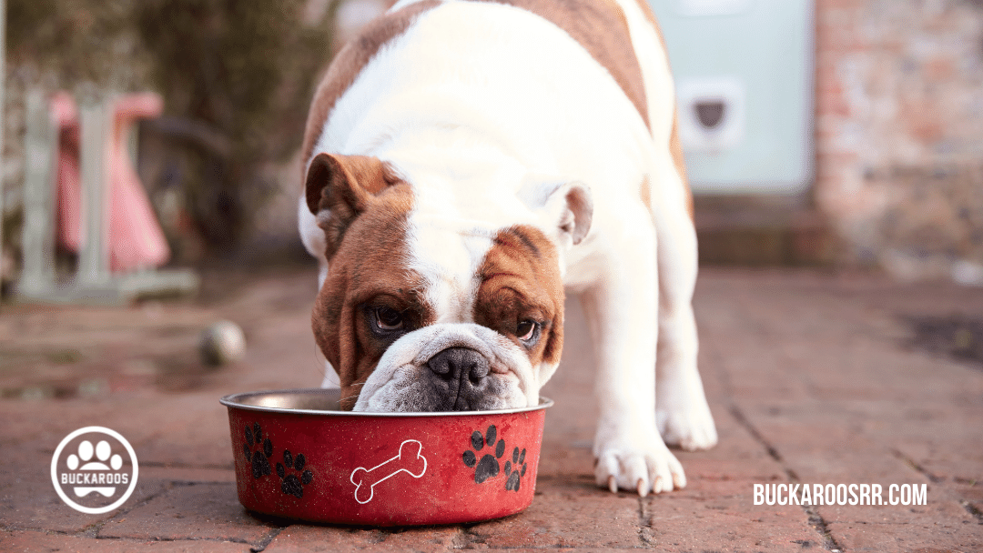 5 Minute basic dog training exercises 4 Dog training